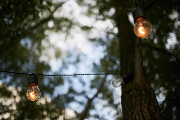 Bulbs on the tree blurred background