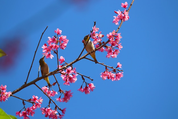 Bulbul cute bird with himalayan blossom colorful flower with blue sky background