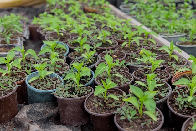 Bulgarian pepper seedlings growing in a plastic tray