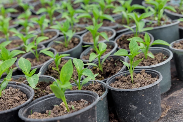 Bulgarian pepper seedlings growing in a plastic tray