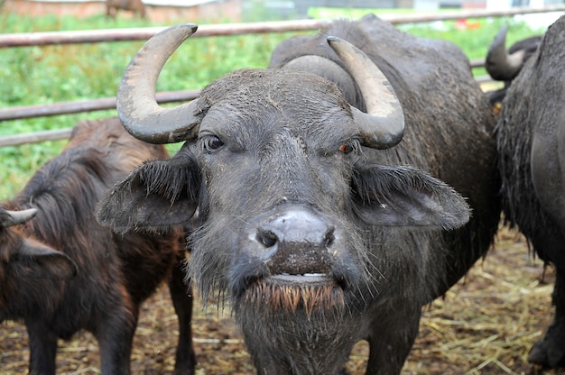 Bull buffalo with big curved horns on a buffalo farm.