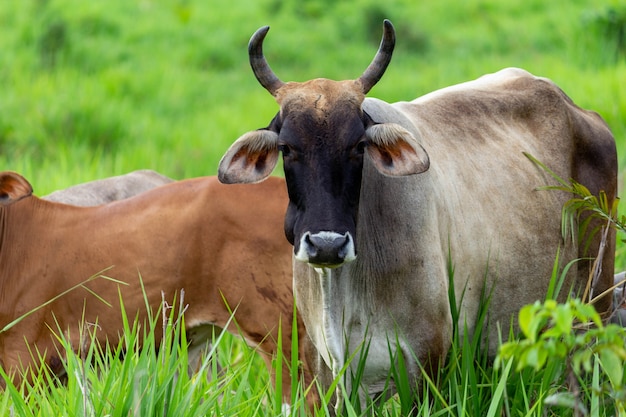 Bull in a field Staring at the camera selective focus