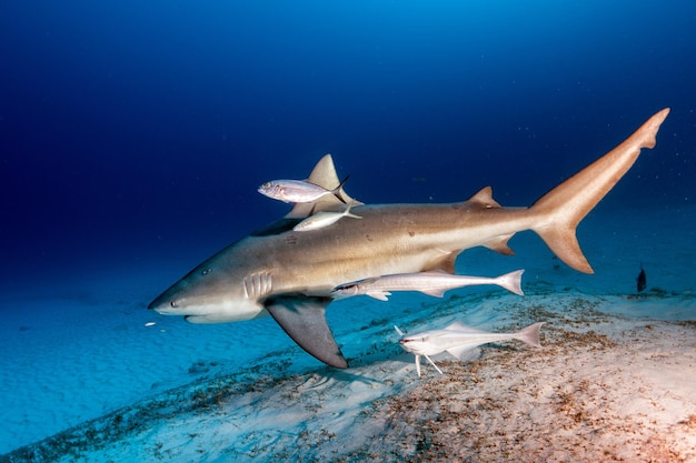 Photo bull shark while ready to attack while feeding