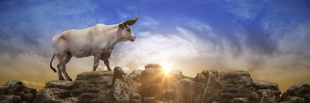 A bull stands on a rock wall with the sun setting behind it.