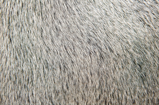 bull white hair closeup macro detail