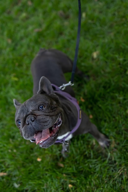 The bulldog opened his mouth and looks up he is on a leash