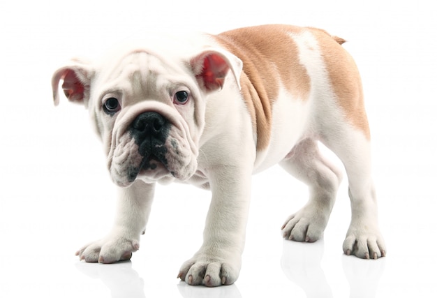 Bulldog Puppy in white