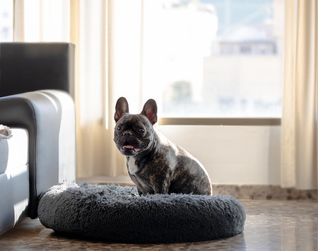 Bulldog sitting on his bed