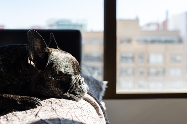 Bulldog sleeping on sofa window in background