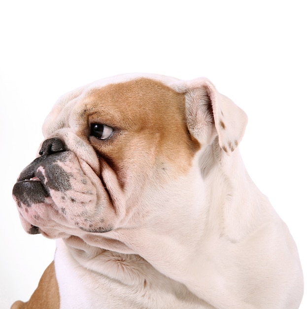 A Bulldog  on white background