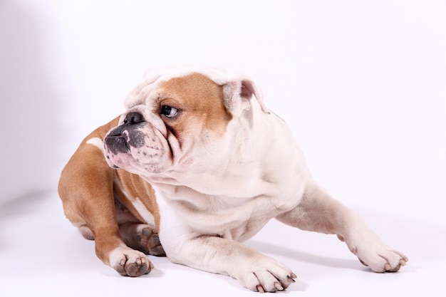 A Bulldog  on white background