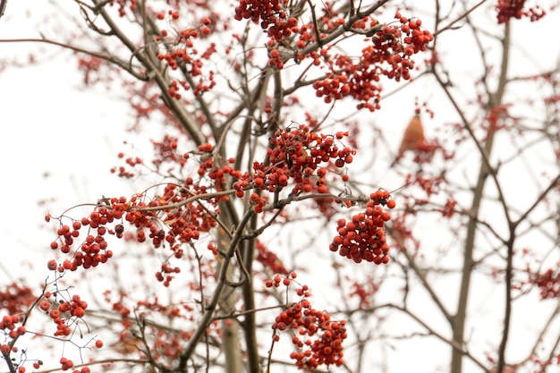 Bullfinch on Rowan