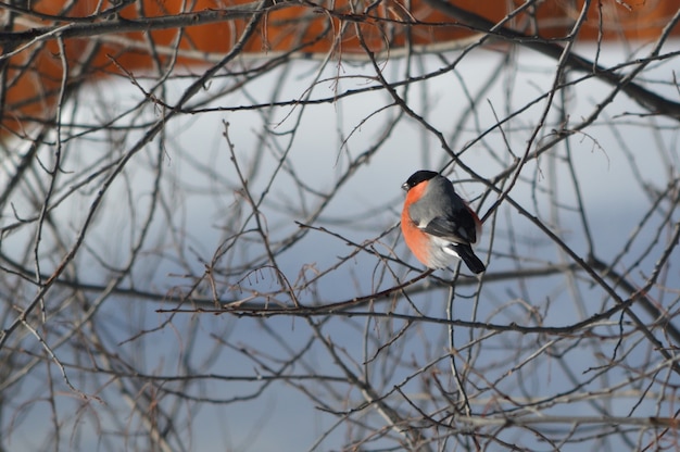 bullfinch sitting on a branch