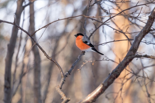 A bullfinch with a red breast with a seed in its beak sits on a tree branch in a spring forest