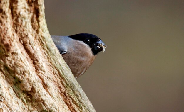 Bullfinches feeding in the woods