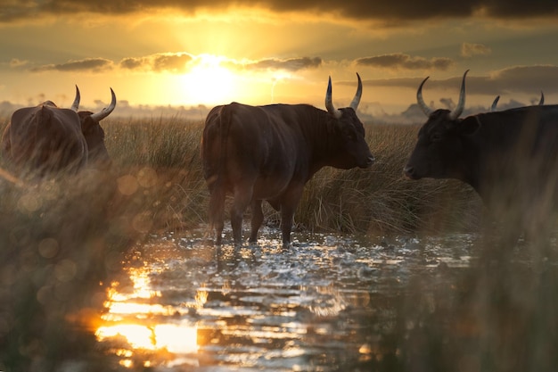 Bulls in the Camargue area