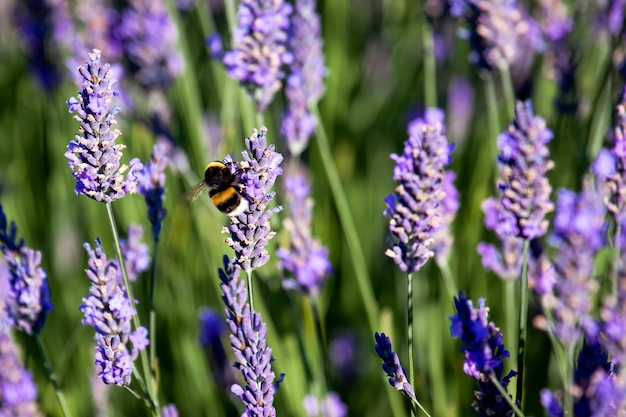 Bumble Bee on Lavender