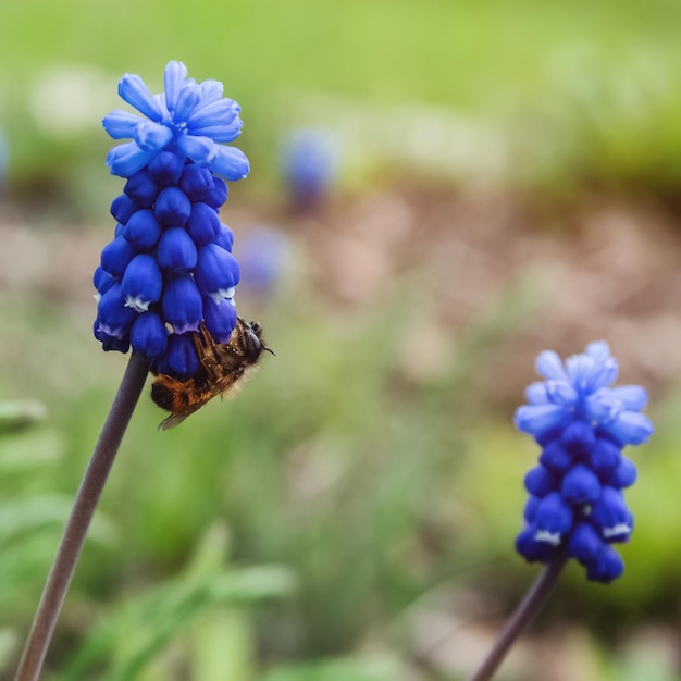 Bumble bee on Muscari flower known as Mouse hyacinth