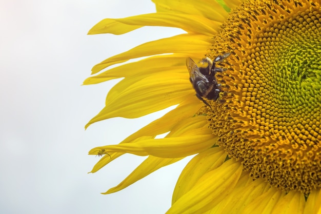 Bumblebee, bee and spider on the yellow flower of a sunflower, in the phase of filling seeds