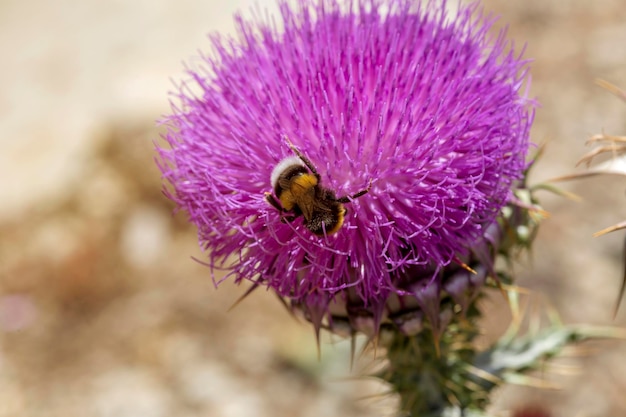 Bumblebee Bombus collects nectar from a lilac flower