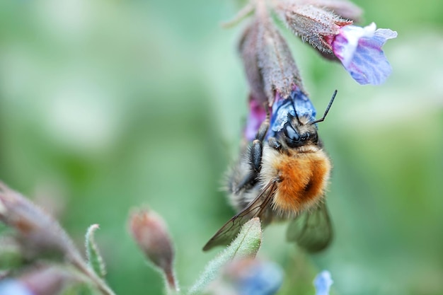 Bumblebee closeup looking for nectar on a flower selective focus