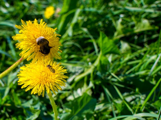 Bumblebee collecting pollen in two yellow dandelion flower with diffused green grass background concept for international Women39s day on March 8 with copy space