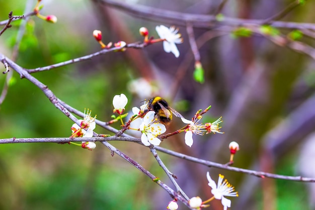 Bumblebee collects pollen from the white flowers of a blooming fruit tree in the early spring morning