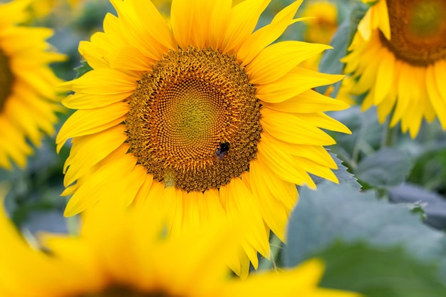 A bumblebee covered in pollen and collecting nectar from a yellow sunflower