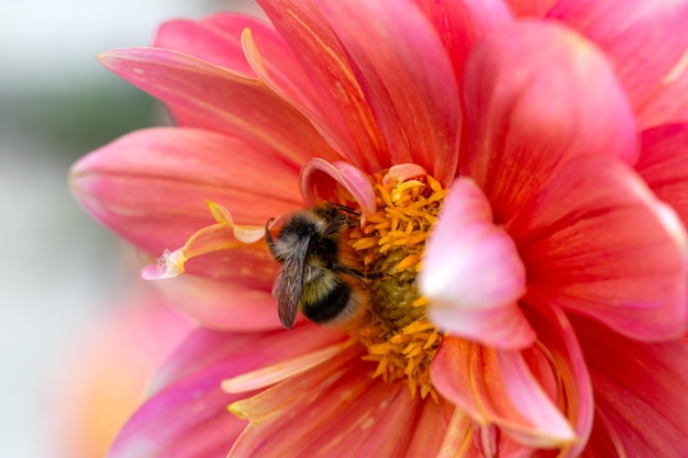 A bumblebee extracts nectar from a dahlia flower Insect pollinators of plants