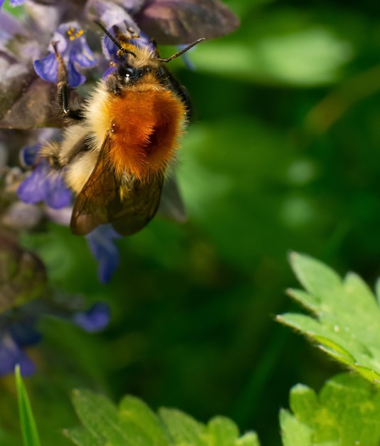 Bumblebee feeding on nectar on a flower macro high quality