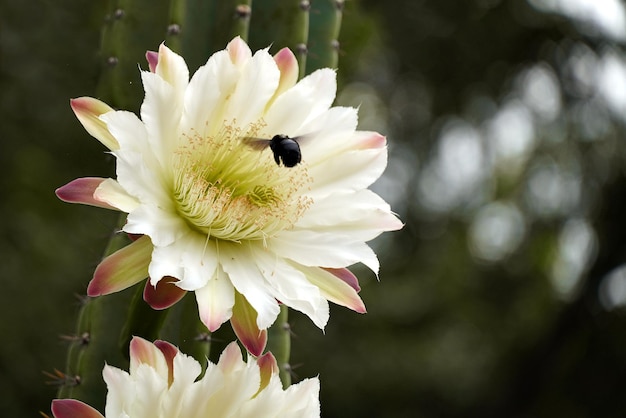 A bumblebee flies into a white flower of a large cereus cactus.