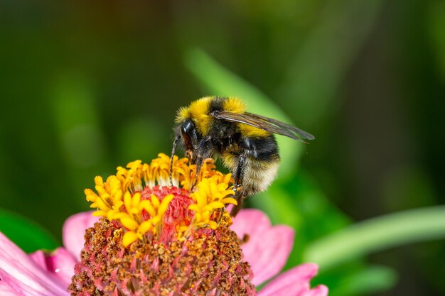 Bumblebee gathering pollen with pink zinnia flower macro photography on a summer sunny day