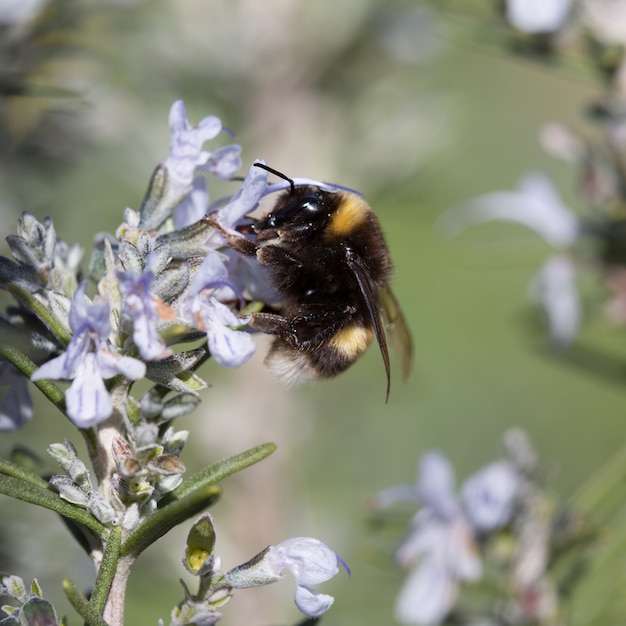 Bumblebee gathering rosemary flowers in summer