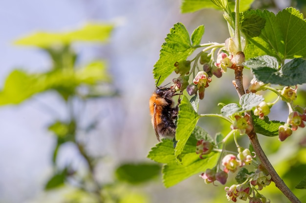 Bumblebee hanging on blooming currant flower and collecting pollen