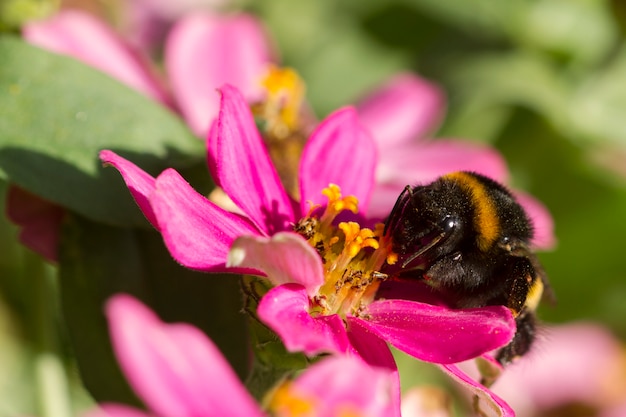 A bumblebee is eating on a pink flower. Closeup