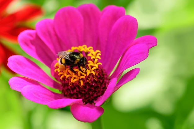 Bumblebee. One large bumblebee sits on a pink flower on a Sunny bright day.