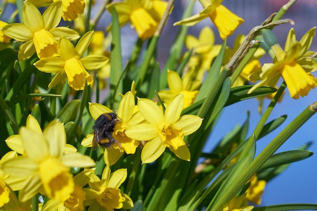 Bumblebee pollinates yellow narcissus outdoor in park.