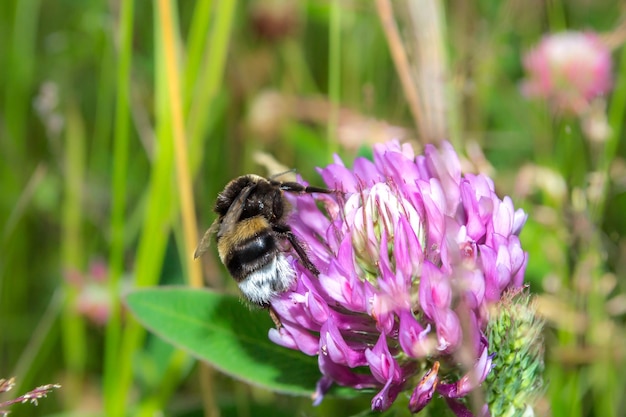 Bumblebee pollinating clover in a meadow Spring pink flowers