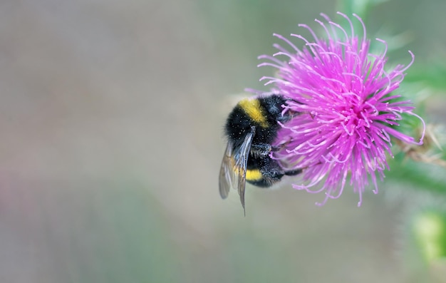 a bumblebee on a purple flower with the word bumblebee on it