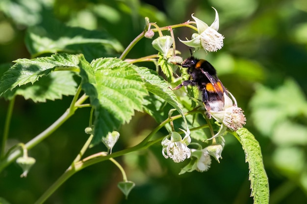 Bumblebee on a raspberry flower gathering nectar in spring