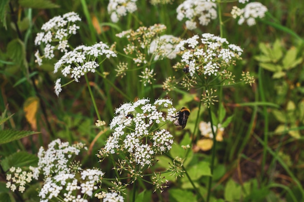 Bumblebee sits on small white flowers