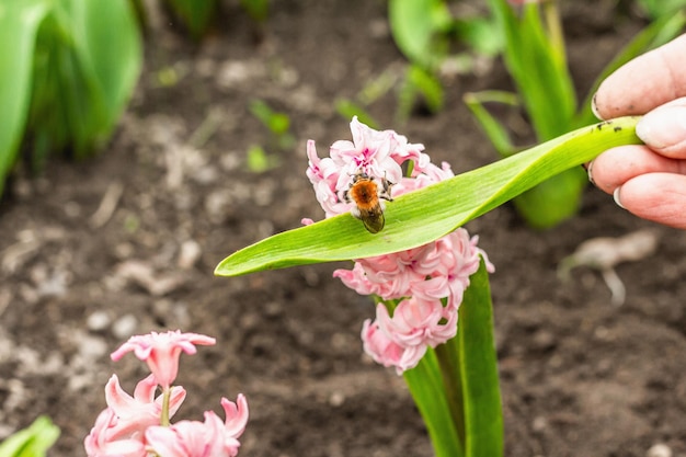 Bumblebee sitting on a pink hyacinth Spring seasonal of growing plants Traditional blooming