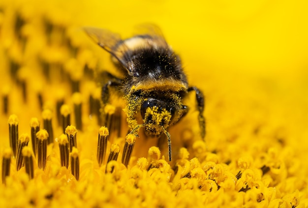 Bumblebee sitting on sunflower covered with pollen Macro shot