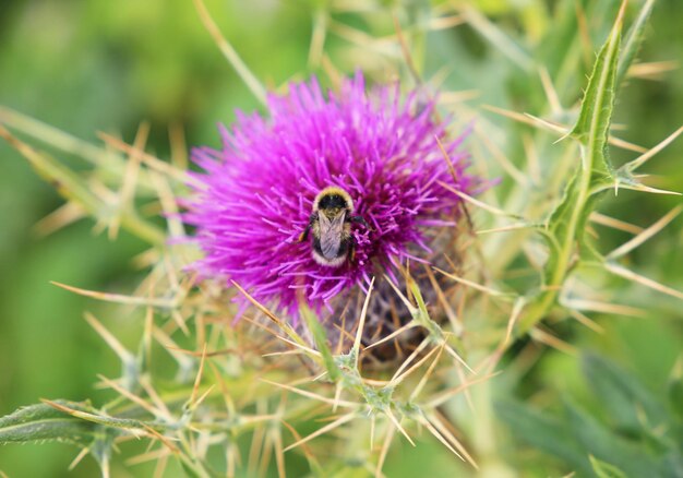 bumblebee on a thistle flower