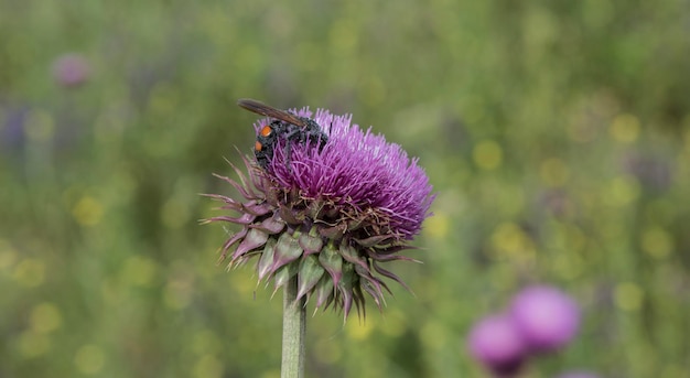 Bumblebee on a thistle Patagonia