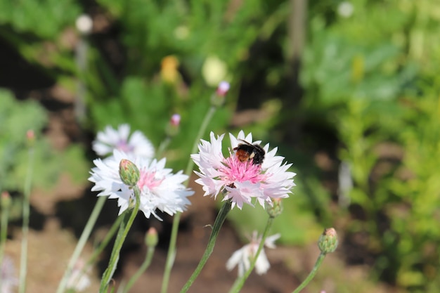 Bumblebee on a white cornflower in a meadow