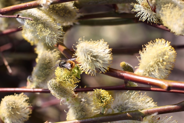 Bumblebee on a willow flower in early spring