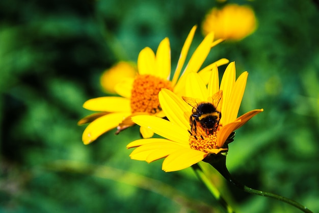 Bumblebee on the yellow flower. Summer concept