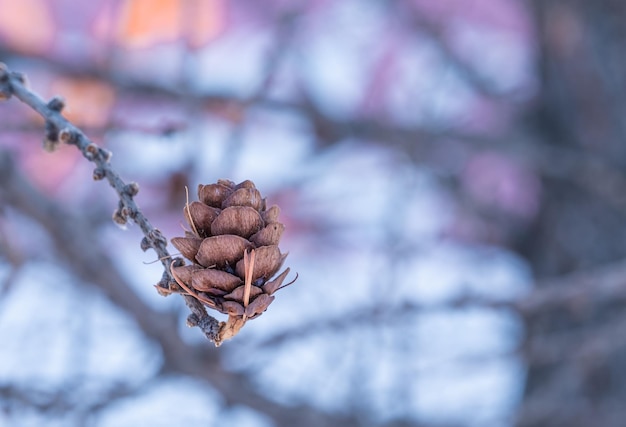 A bump on the branch of a Christmas tree on a winter day.