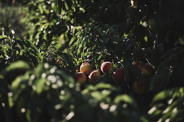 Photo a bunch of apples are growing on a tree